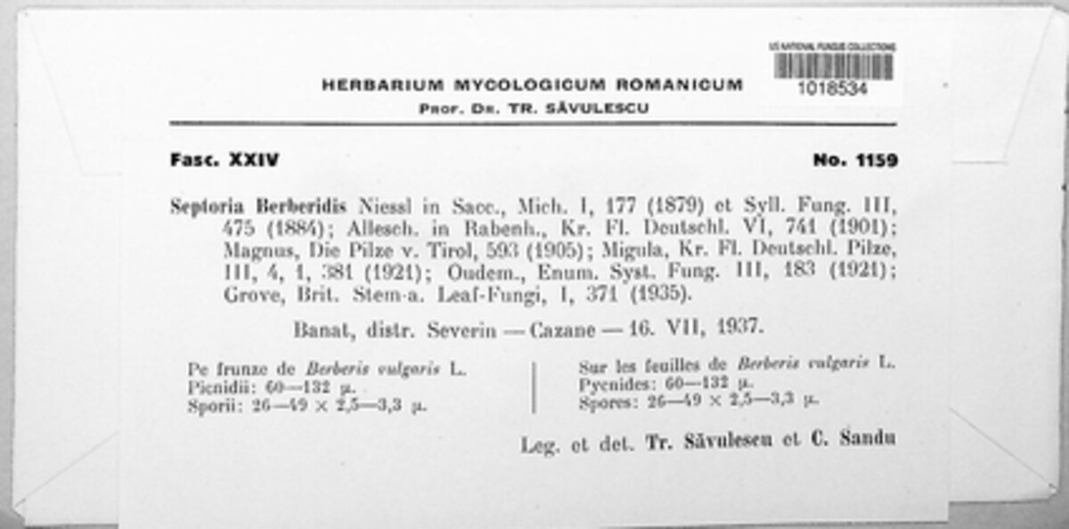 Sphaerulina berberidis image